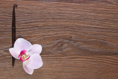 Vanilya çubukları orkide ve hoş kokulu çiçek açan, metin için yer kopyalayın