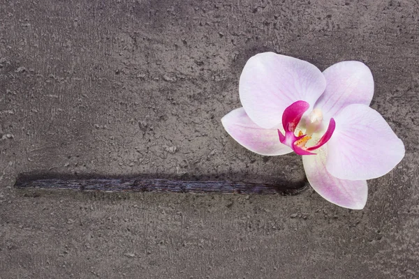 Virágzó orchidea és illatos vanília rúd — Stock Fotó