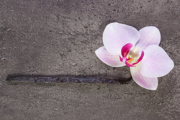 Blooming orchid and fragrant vanilla sticks — Stock Photo, Image