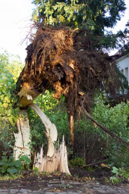 Sonra fırtına sökülüp ağaç