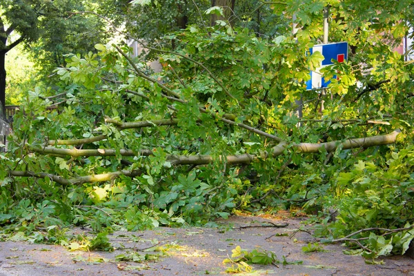 Zarar gören ağaç parkı fırtınada sonra