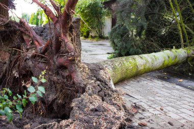 Sonra fırtına sökülüp ağaç