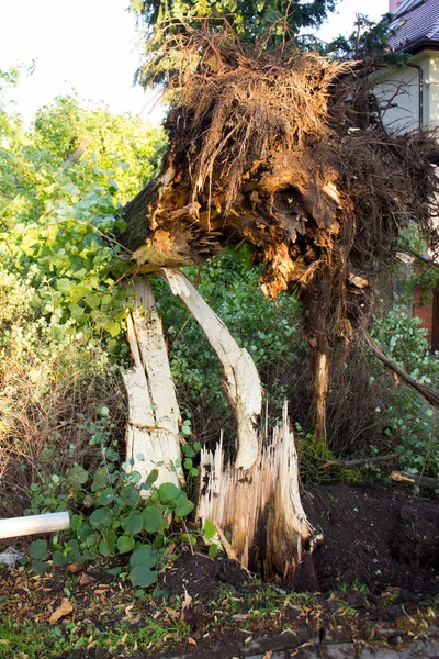 Sonra fırtına sökülüp ağaç