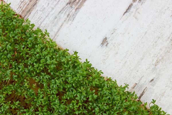 Eski rustik ahşap arka plan dekorasyon için Paskalya, sağlıklı beslenme, üzerine taze tere kopyalama için metin alanı