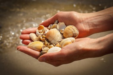Deniz kabuklarını denizin kenarında plajda kadının elinde