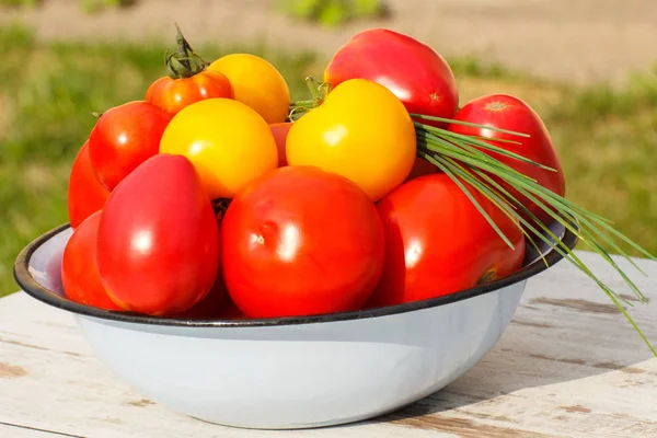 Pomidory w metalowe miski z zielonym szczypiorkiem w ogrodzie na słoneczny dzień — Zdjęcie stockowe