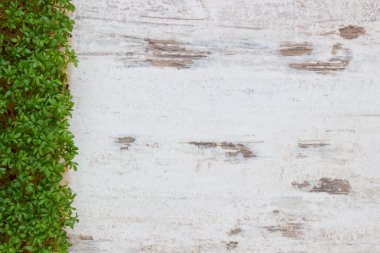 Eski rustik ahşap arka plan dekorasyon için Paskalya, sağlıklı beslenme, üzerine taze tere kopyalama için metin alanı