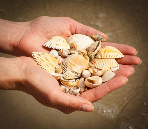 Cáscaras de mar en mano de mujer en la playa junto al mar — Foto de Stock
