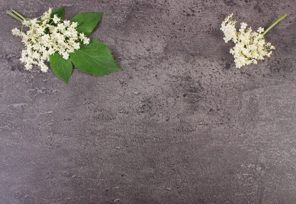 Mürver çiçekleri ile beton, metin için kopya alanı yapısını yapraklarda — Stok fotoğraf
