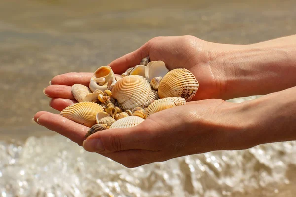 Seashells in hand of woman at the beach by the sea — Stock Photo, Image