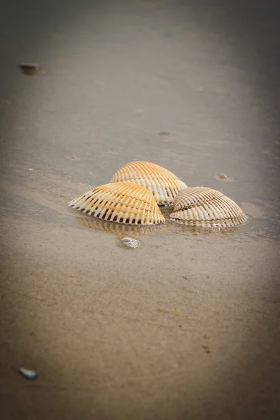 Las conchas de mar sobre la arena en la playa por mar, el concepto estacional — Foto de Stock
