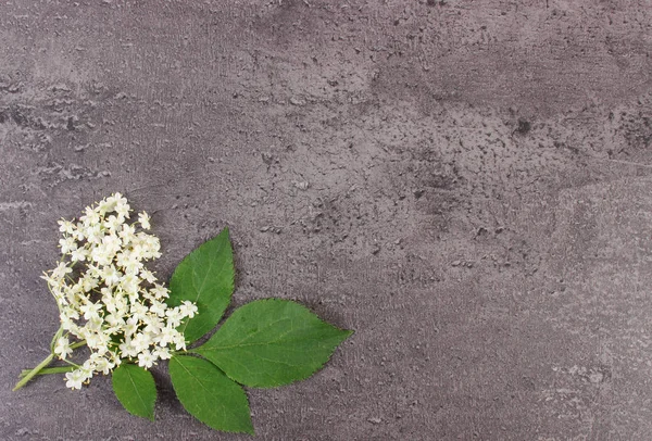 Mürver çiçekleri ile beton, metin için kopya alanı yapısını yapraklarda — Stok fotoğraf