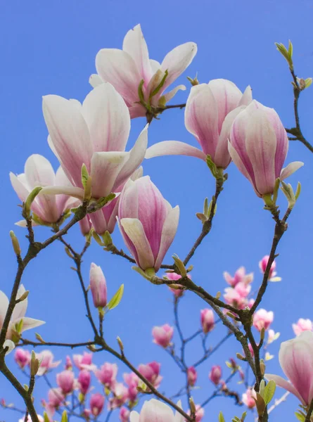 Magnolia kwitnące kwiaty na tle błękitnego nieba, wiosna — Zdjęcie stockowe