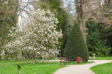 Yol, Manolya çiçek ve güneşli Bahçe veya park, Bahar, ağaçlar