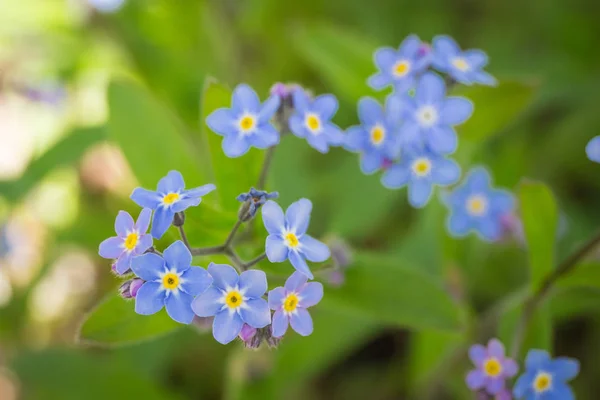 Blooming forget me not flowers in sunny garden or park, springtime — Stock Photo, Image