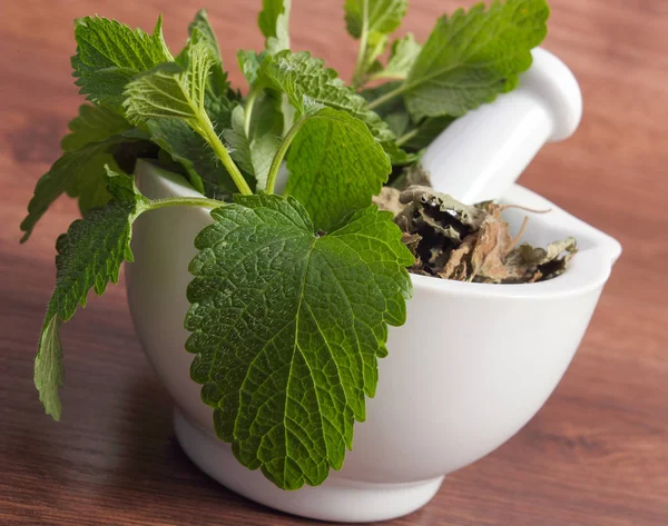 Green and dried lemon balm in mortar, concept of herbalism and alternative medicine — Stock Photo, Image