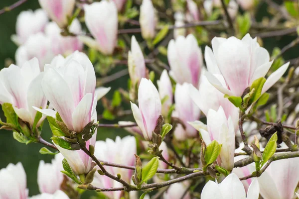 庭や公園に咲くカラフルなマグノリアの花 — ストック写真