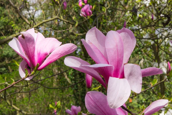 庭や公園に咲くカラフルなマグノリアの花 — ストック写真