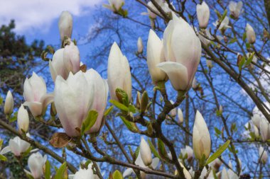 Güneşli Bahçe veya park, Bahar renkli Manolya çiçek çiçeklenme