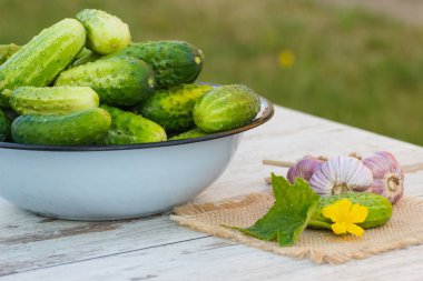 Salatalık kase ve güneşli Bahçe Sarımsak
