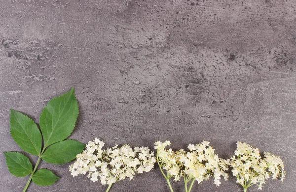 Mürver çiçekleri ile beton, metin için kopya alanı yapısını yapraklarda — Stok fotoğraf