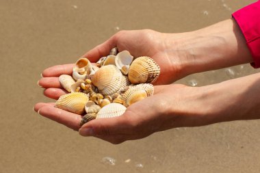 Deniz kabuklarını kavramı, deniz, yaz ve tatil plaj, kadının elinde