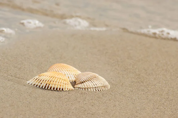 Conchas marinas en la playa por mar, verano y concepto de vacaciones — Foto de Stock