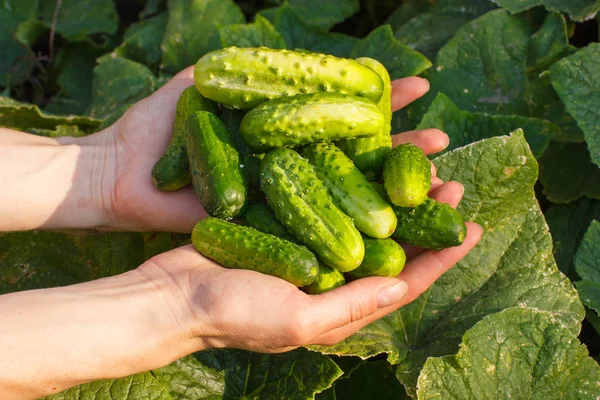 Concombres en main de femme sur fond de feuilles vertes — Photo