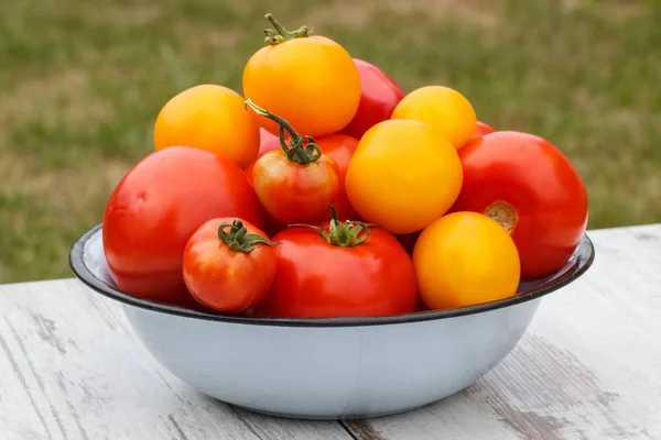 Tomates dans un bol dans le jardin le jour ensoleillé — Photo