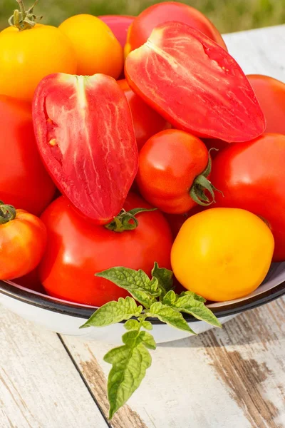 Tomates dans un bol dans le jardin le jour ensoleillé — Photo