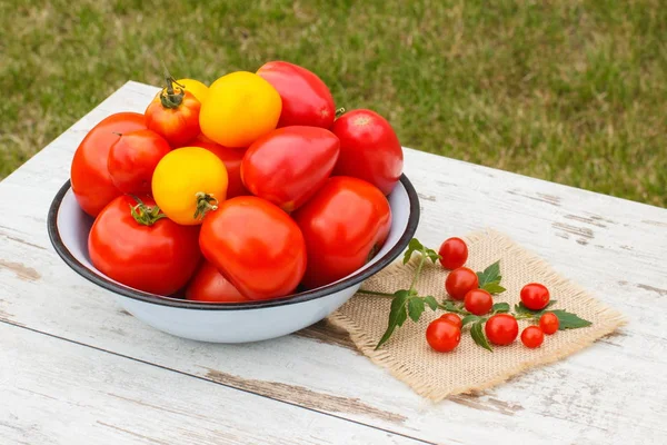 Pomidory z zielonych liści na stole w ogrodzie na słoneczny dzień — Zdjęcie stockowe