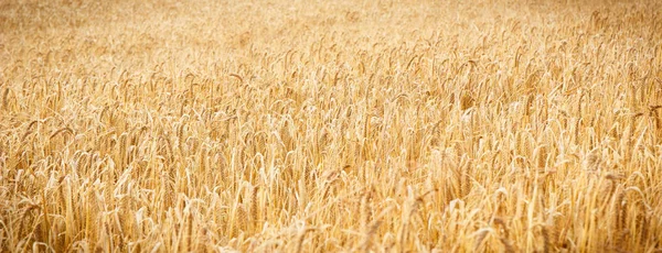 Reife Ähren von Weizen oder Roggen als Hintergrund, Landwirtschaft und reichhaltiges Erntekonzept — Stockfoto