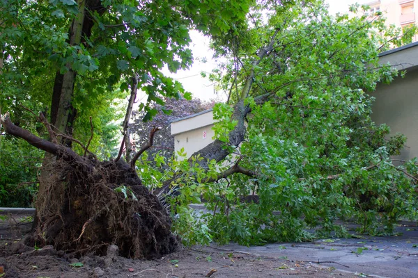 Arbre déraciné endommagé par le vent après la tempête — Photo