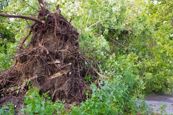 Arbre déraciné endommagé par la tempête — Photo