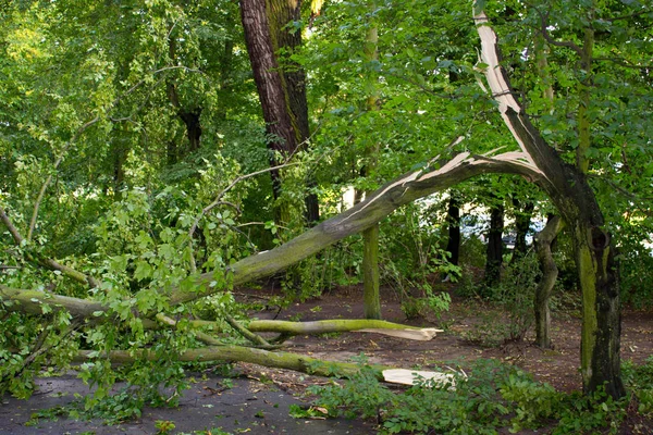 Damaged tree after storm and wind in park — Stock Photo, Image