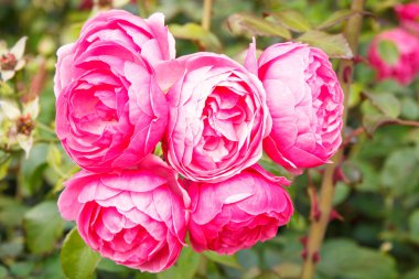 Bahçe veya park pembe gül çiçek çiçeklenme