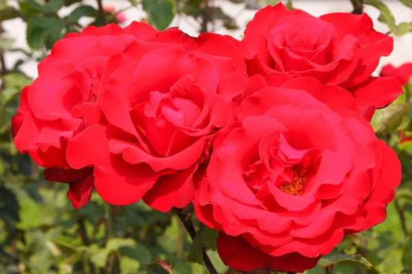 Fioritura fiori di rosa rossa in giardino o parco, fiori di stagione — Foto Stock