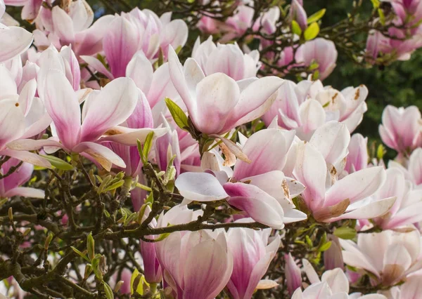 Bunga Magnolia mekar berwarna-warni di taman atau taman — Stok Foto