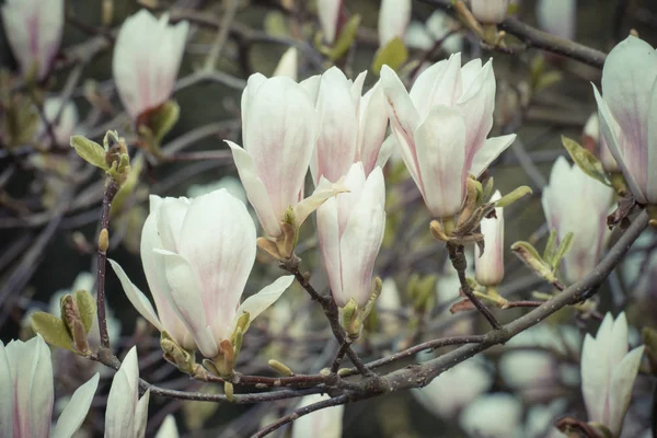 Archiwalne zdjęcie, Blooming magnolia kolorowy kwiaty w ogrodzie lub parku — Zdjęcie stockowe