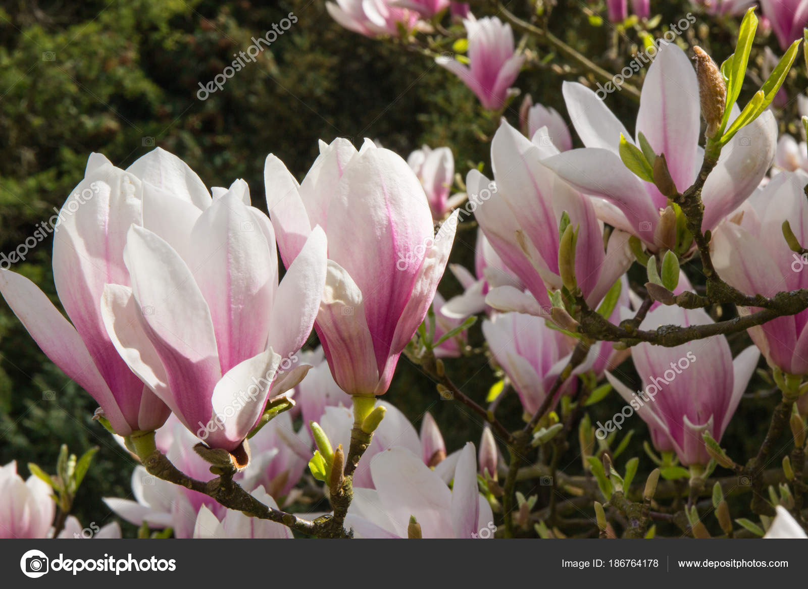 Blooming Colorful Magnolia Flowers In Sunny Garden Or Park Stock