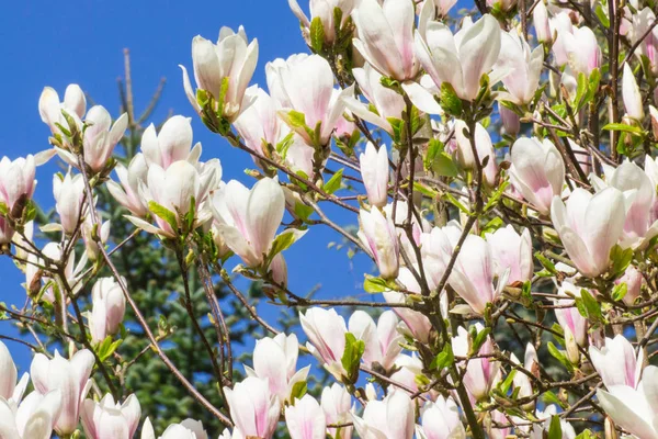 庭や公園、春に咲くカラフルなモクレンの花 — ストック写真