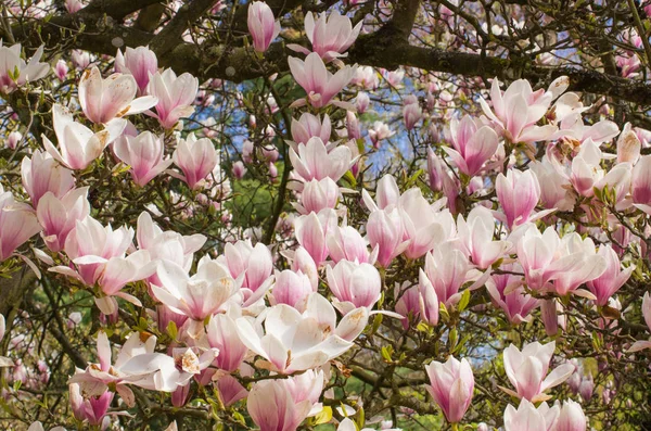 日当たりの良い庭や公園、春のコンセプトでカラフルなモクレンの花を開花 — ストック写真