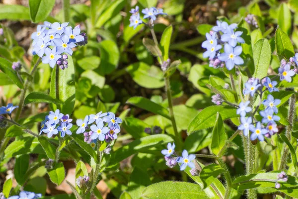 Blooming forget me not flowers in sunny garden or park, springtime concept — Stock Photo, Image