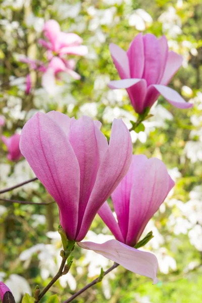 Цветущие красочные цветы магнолии в солнечном саду или парке, весенняя концепция — стоковое фото