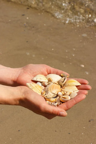 Seashells in hand of woman at beach by sea, summer time concept — Stock Photo, Image