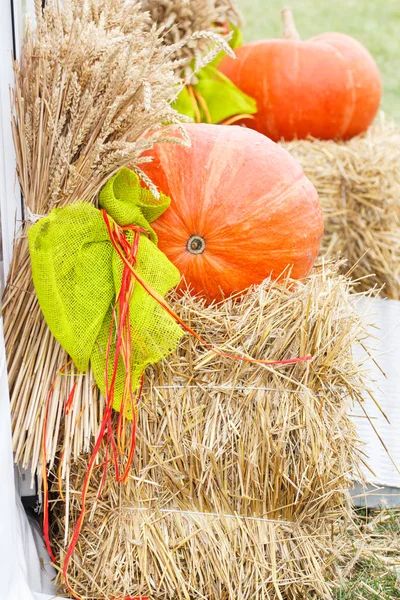 Decoraciones de cosecha hechas de calabaza fresca y espigas de centeno o trigo —  Fotos de Stock