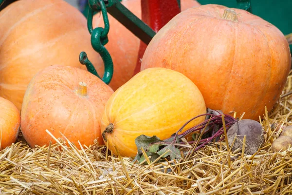 Decoraciones de cosecha hechas de calabaza, verduras y heno —  Fotos de Stock