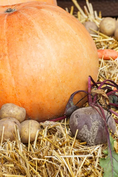 Skördedekorationer av pumpa, grönsaker och hö — Stockfoto