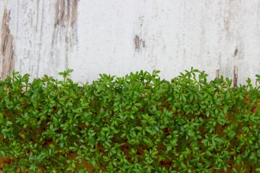 Guguk kuşu, eski köy tahtasında taze yeşil tereyağı. Metin veya yazı için boşluk kopyala. Paskalya için dekorasyon