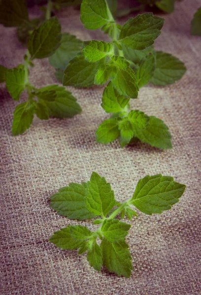 Foto Vintage Bálsamo Limón Verde Fresco Sobre Lienzo Yute Hierbas —  Fotos de Stock